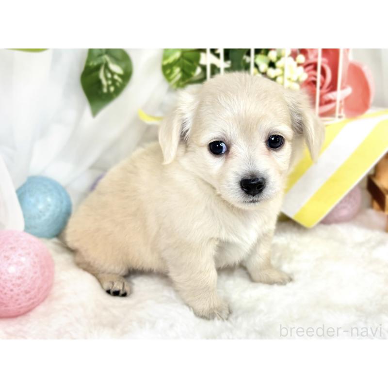 販売中の滋賀県のチワックス:チワワ×ミニチュアダックスフンド-411771の3枚目